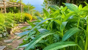 kangkung sayuran menu harian untuk sakiti pinggang